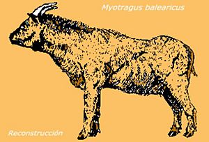 Archivo:Myotragus balearicus