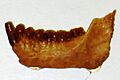 Parapithecus grangeri mandible 2