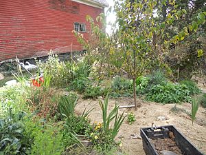 Archivo:Permaculture garden with a fruit tree, herbs, flowers and vetetables mulched with hay