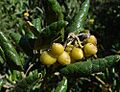 Peumus boldus, fruit (8655729366)
