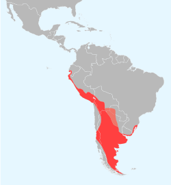 Distribución de Phoenicopterus chilensis     Área de cría     Área de no reproductivo