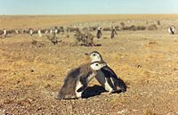 Archivo:Pinguinos en cabo guardian