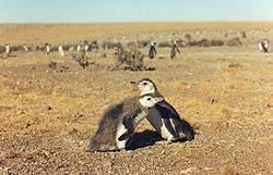 Archivo:Pinguinos en cabo guardian