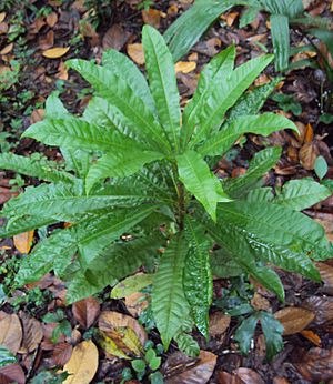 Archivo:Pouteria campechiana small plant