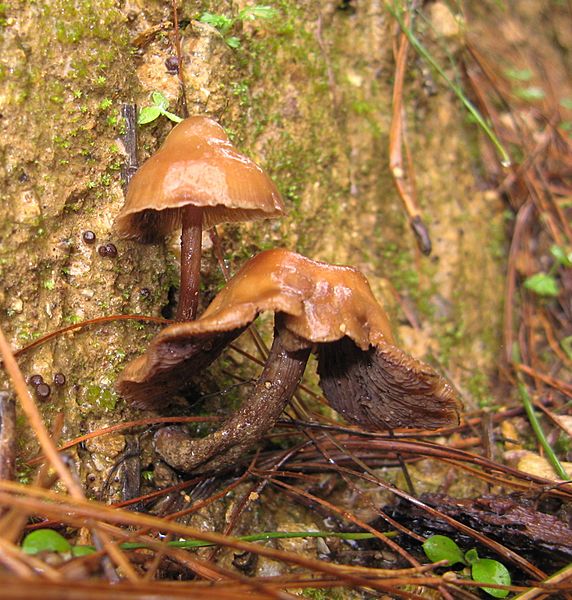 Psilocybe muliercula 105891
