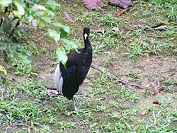 Psophia leucoptera (Pale-winged Trumpeter).jpg