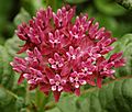 Purple Milkweed Asclepias purpurascens Head