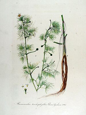 Archivo:Ranunculus trichophyllus i03