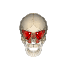 Rotation sphenoid bone.gif