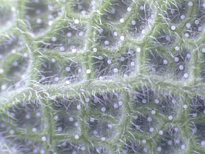 Archivo:Salvia officinalis close up bottom