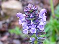 Salvia verbenaca Enfoque 2013-3-28 SierraMadrona