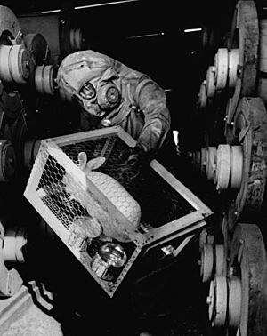Archivo:Sarin test rabbit