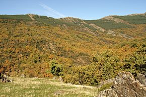 Archivo:Senda por los Robles Centenarios (31 de octubre de 2016, Puebla de la Sierra, Reserva de la Biosfera de la Sierra del Rincón) 16