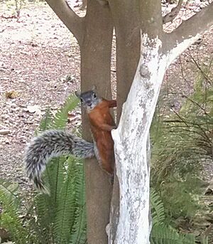 Archivo:Squirrel tree