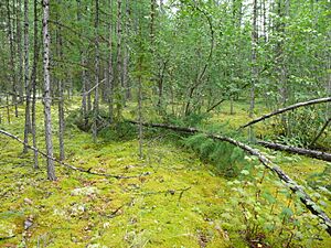 Archivo:Srednesibirskoe ploskogorie les v rajone reki Tunguska 01