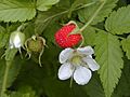 Starr 020803-0133 Rubus rosifolius