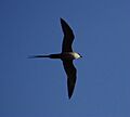 Stercorarius-Longicaudus-From-Below