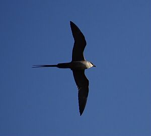 Archivo:Stercorarius-Longicaudus-From-Below