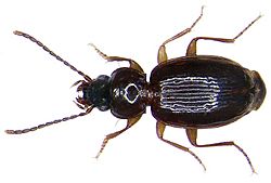 Trechus splendens Gemminger & Harold, 1868 (3937033865).jpg