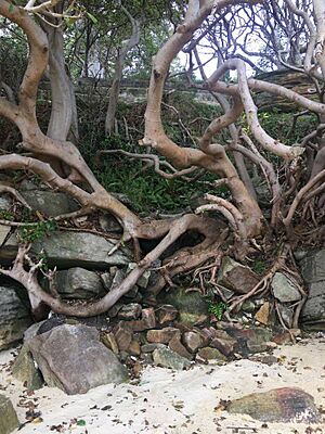 Archivo:Tree branches and roots
