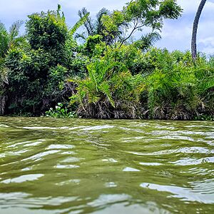 Archivo:Végétation sur l'île de sel, Grand popo, Bénin