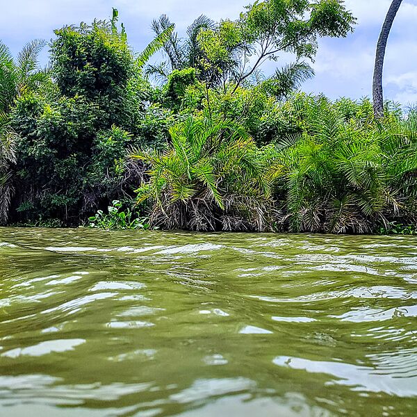 Végétation sur l'île de sel, Grand popo, Bénin