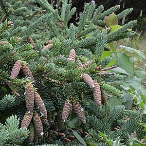 Archivo:White Spruce (Picea glauca) - Lark Harbour, Newfoundland 2019-08-18