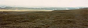 Archivo:Wrangel Island tundra