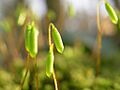 XN Polytrichum spec