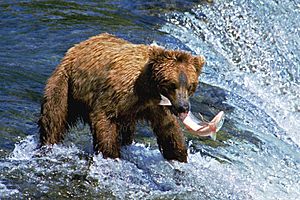 Archivo:A053, Katmai National Park, Brooks Falls, Alaska, USA, bear and salmon, 2002