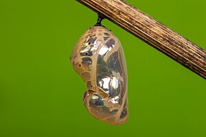 Archivo:A pupa of Euploea core (Cramer, 1780) - Common Crow WLB