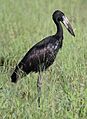 African openbill, Anastomus lamelligerus, at Kruger National Park, South Africa (26901206972)