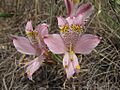 Alstroemeria hookeri (pabloendemico)