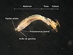Archivo:Anatomia Simuliidae abdomen