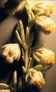 Archivo:Artemisia frigida (5042071183)