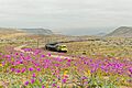 Atacama se tiñe de colores (37259434532)