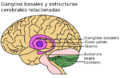 Basal Ganglia and Related Structures es