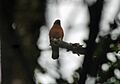 Black-mantled Goshawk, Ambua Lodge, PNG (6089917878)