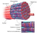 Blausen 0801 SkeletalMuscle esp