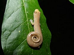 Bolitoglossa cuna 253074994.jpg