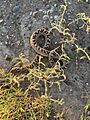 Bothrops ammodytoides 183032375