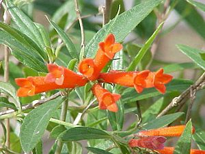 Archivo:Bouvardia ternifolia0