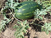 Archivo:Bulgarian watermelon