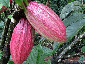 Archivo:Cacao en Honduras