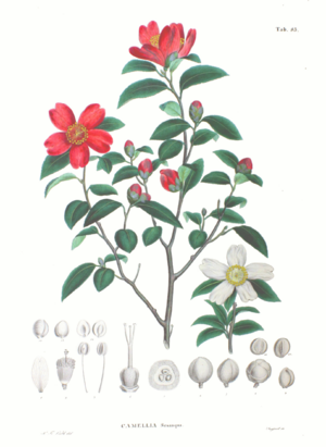 Archivo:Camellia sasanqua SZ83
