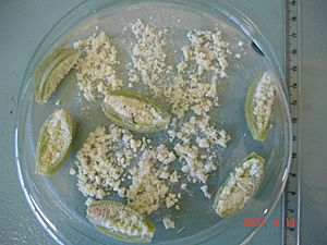 Archivo:Cattleya walkeriana sementes 1