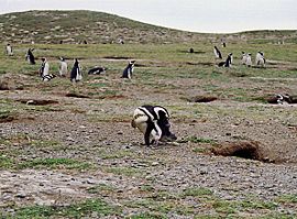 Chile, Isla Magdalena, colonia de pingüinos (5820722909).jpg