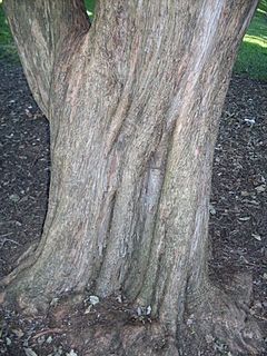 Archivo:Choricarpia leptopetala - trunk