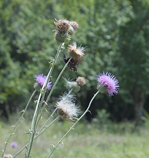 Archivo:Cirsium texanum nl