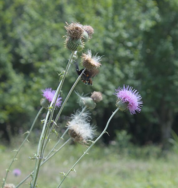 Cirsium texanum nl